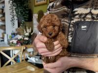 Safkan Teacup Poodle Yavrumuz