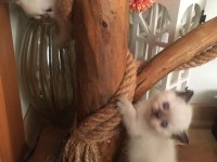 British Shorthair Yavru Kediler