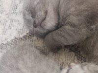 Haziran Teslim Yavru Kediler