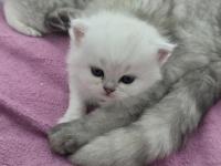 Rezerveye açık yavru kediler