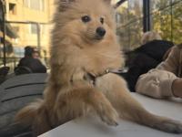 Pomeranian Spitz Köpeğimiz