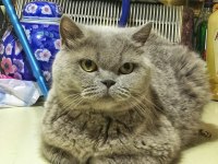 Anne Ve Kızı Kedilerimiz