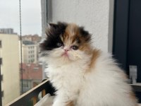 Şeker gibi calico dişi persian