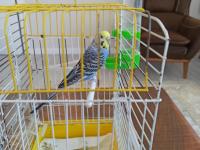 Sevecen Dişi Muhabbet Kuşu