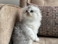 Wcf Kayıtlı Scottish Fold Longhair - Özel Üretim Yavru