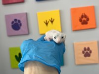 Çok uyguna döllenmiş leopard gecko nadir morf (het)