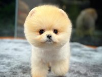 Teddy Bear Pomeranian Boo