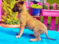 Belçika Kurdu Yavru