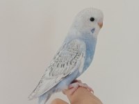 Yeme düşmüş yavru muhabbet kuşu