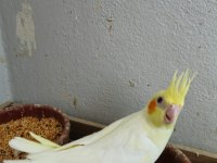 Ücretsiz Sahiplendirme Sultan Papağanımız