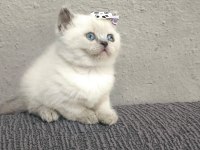 2 aylık british shorthair pluepoint yavrularım