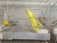 Prehistoricpets garantisi ile pakistan papağanı