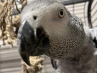 Evcil Konuşan Jako Papağanı