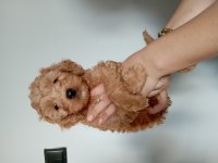 0 Numara Maltipoo Yavrularımız