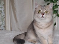 British Shorthair Blue Golden Cana Yakın Uysal