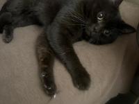 Çikolata Rengi British Shorthair