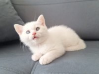 British Yavru Kediler