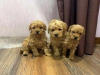 Sevgililer Gününe Özel Toy Poodle Bebeklerimiz