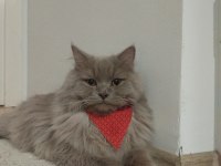 Çiftleşme ilanıdır