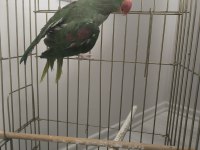 Satılık İskender Alexander Papağanı