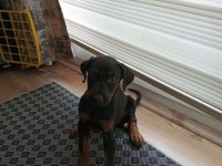 Yavru Doberman Köpeği