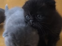 Top Kafa Scottish Fold Minikler