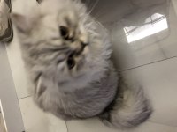 Sahibinden British Longhair Erkek Kedi