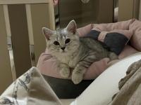 Acil sahiplendirme kedimiz