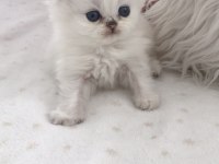 Silver point british longhair erkek