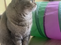 Sakin Ve Uyumlu British Hera’ya Yeni Yuva Arıyoruz