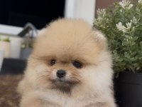 Efsane Güzellikteki Orjinal Pomeranian Yavrularımız