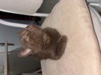 Bi Color British Shorthair