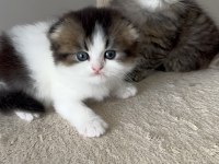 Özenle büyütülen british longhair yavrularımız