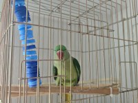 Alexander papağanı 9 aylık yarı evcil