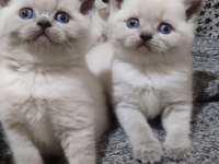 Erkek ve dişi blue point british shorthair bebekler