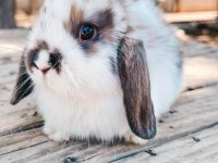 Hollanda lop tavşanları