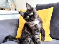 Safkan Maine Coon Yavrular **Uygun**