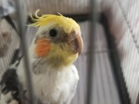 İki yaşında sultanlar