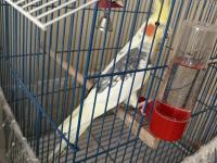 Sultan papağanı 1 yaşında