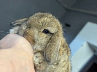 Cüce Hollanda Ve Mini Lop Tavşanları Her Yere Gönderim Var