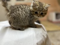 British Longhair Golden Point Dişi Hemen Teslim