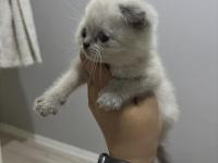 Dişi bluepoint british shorthair