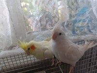 Albino & Lutino Takım Sultan Papağanı