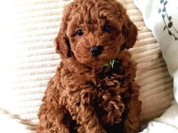Muazzam poodle yani daha ne denir ki