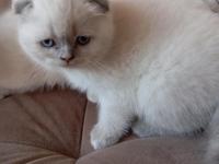 Scottish fold mavişlerim