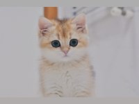 Mükemmel Kalite British Longhair Erkek