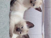 Siyam Kedisi Yavruları