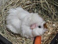 Ginepig luki sahiplendiyorum