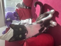 Kedimiz Oreo İçin Yuva Aranıyor