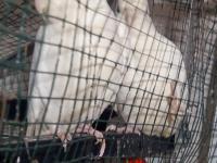 Albino Çift Sultan Papağanı Uygun Fiyata